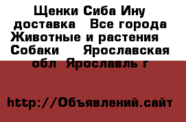 Щенки Сиба Ину доставка - Все города Животные и растения » Собаки   . Ярославская обл.,Ярославль г.